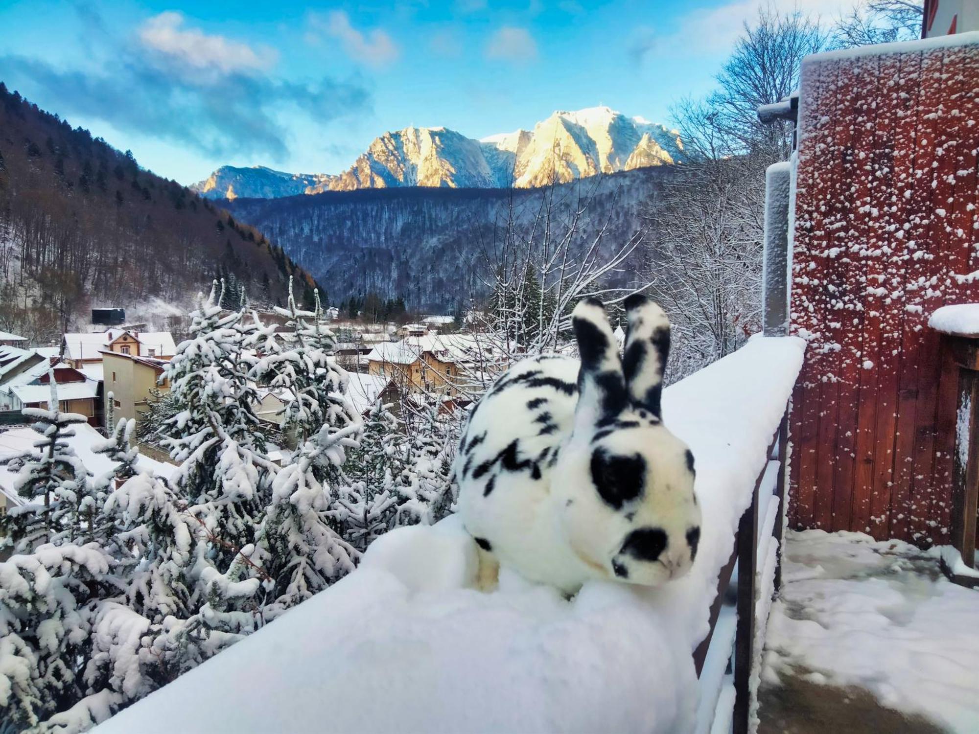 Doi Iepuri Daire Azuga Dış mekan fotoğraf
