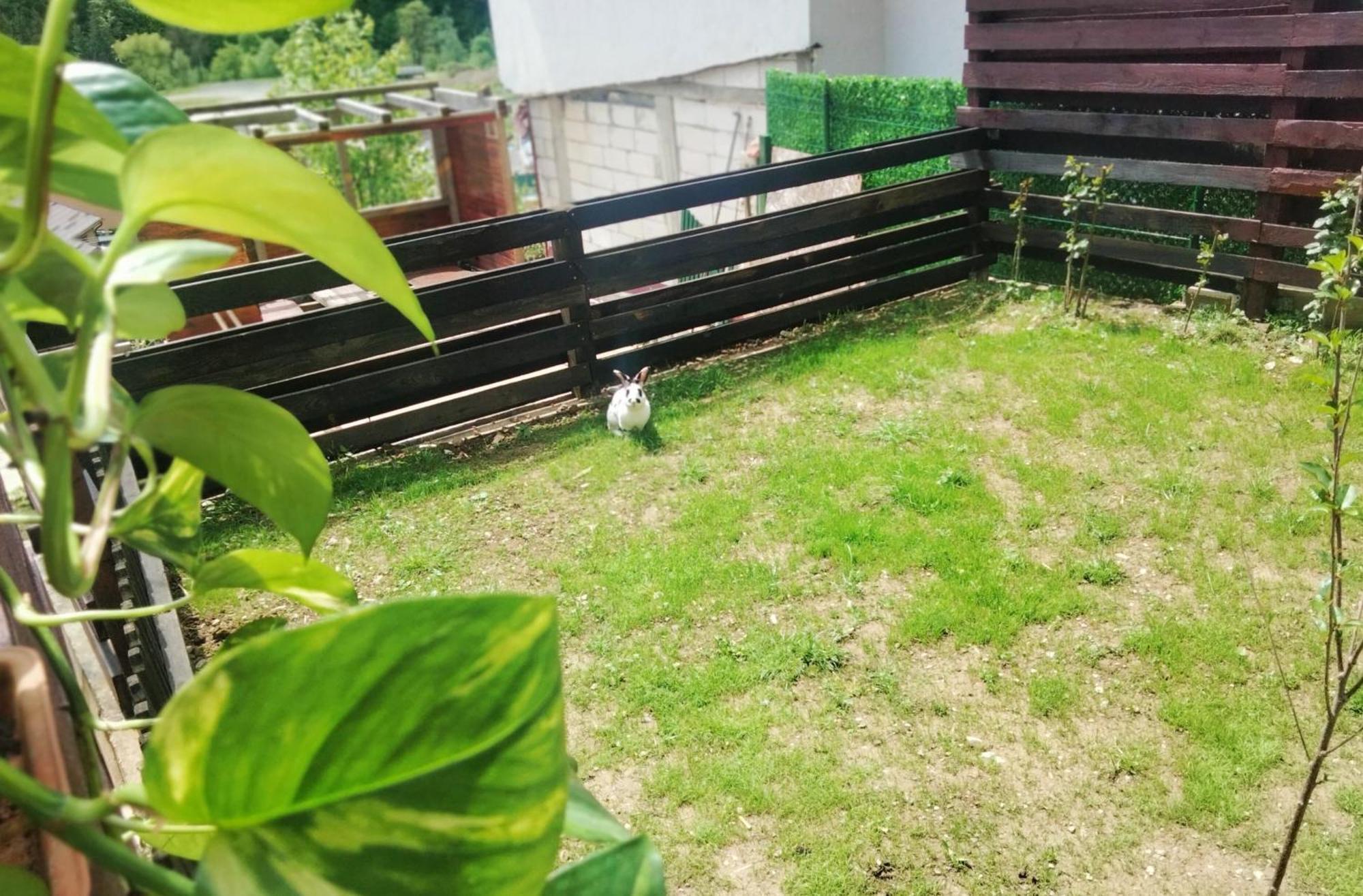 Doi Iepuri Daire Azuga Dış mekan fotoğraf